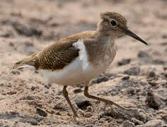 Common Sandpiper