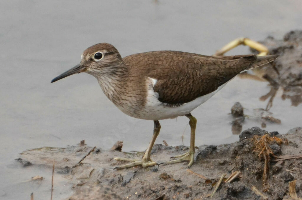 Common Sandpiperadult