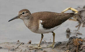 Common Sandpiper