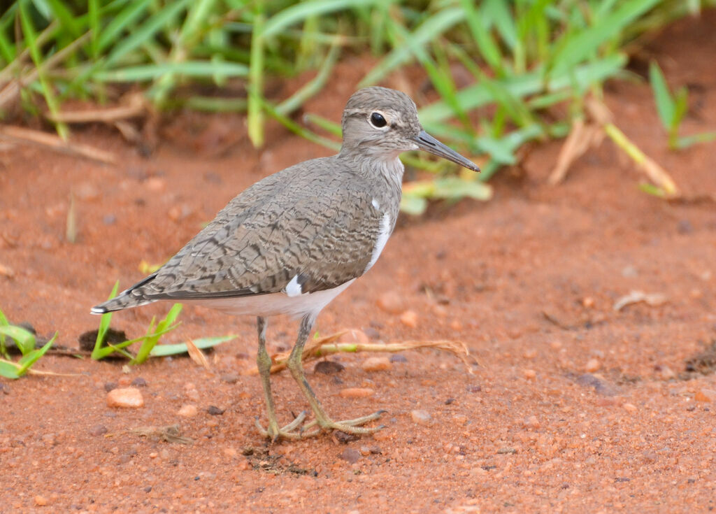 Common Sandpiperadult, identification