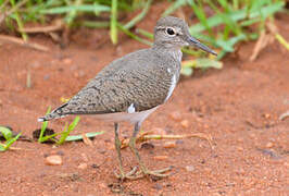 Common Sandpiper