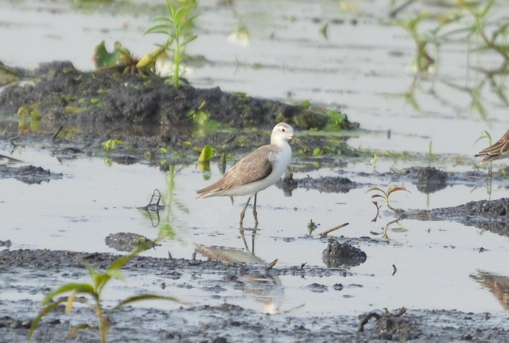 Marsh Sandpiperadult