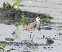 Marsh Sandpiper