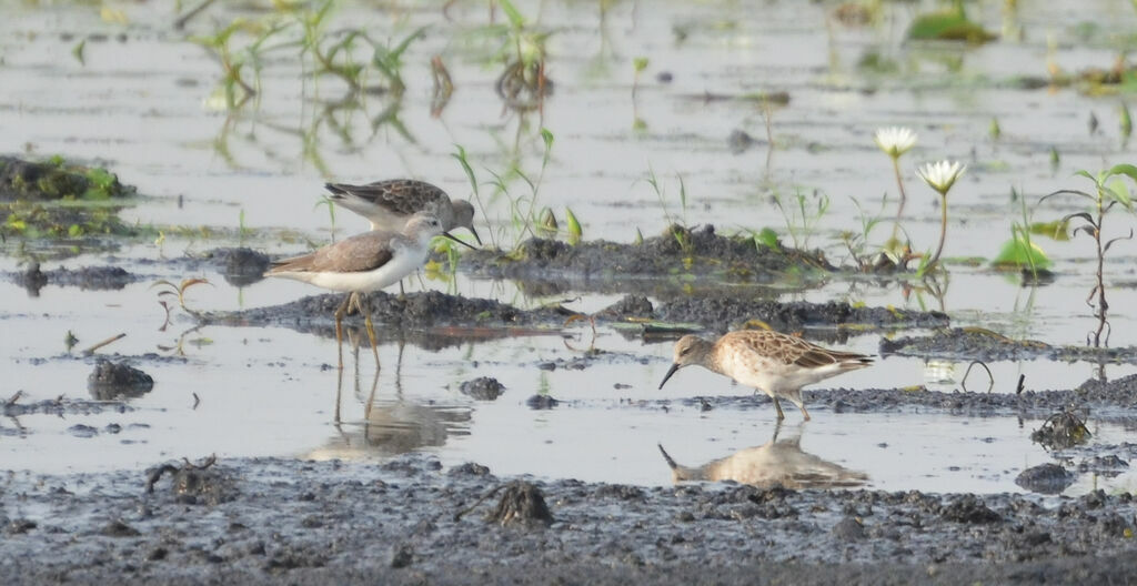 Marsh Sandpiperadult