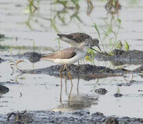 Marsh Sandpiper