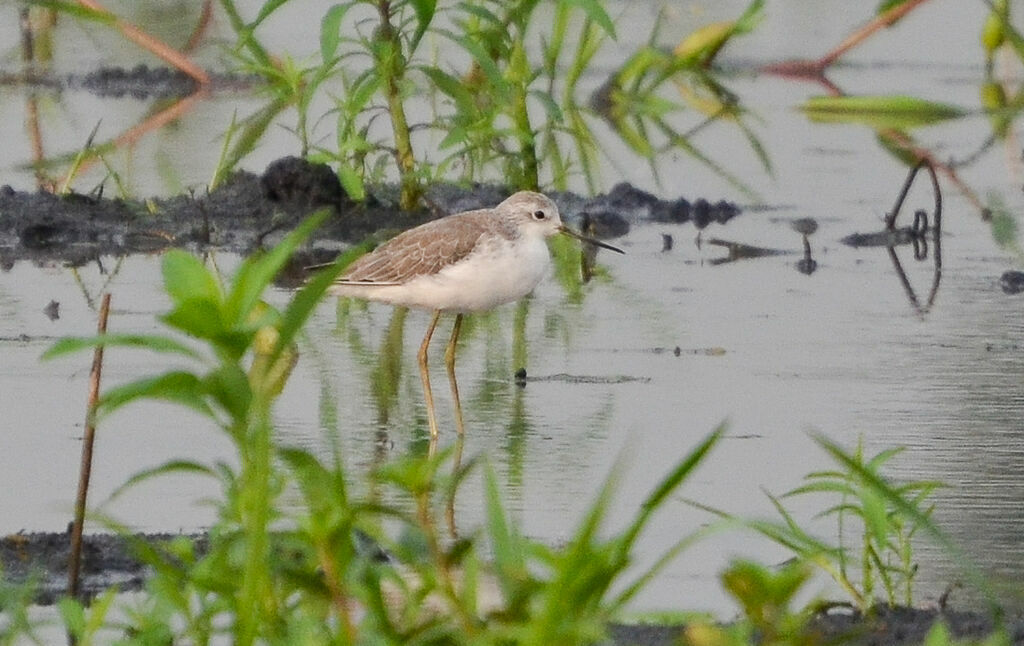 Marsh Sandpiper