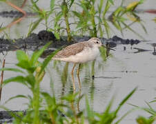 Marsh Sandpiper