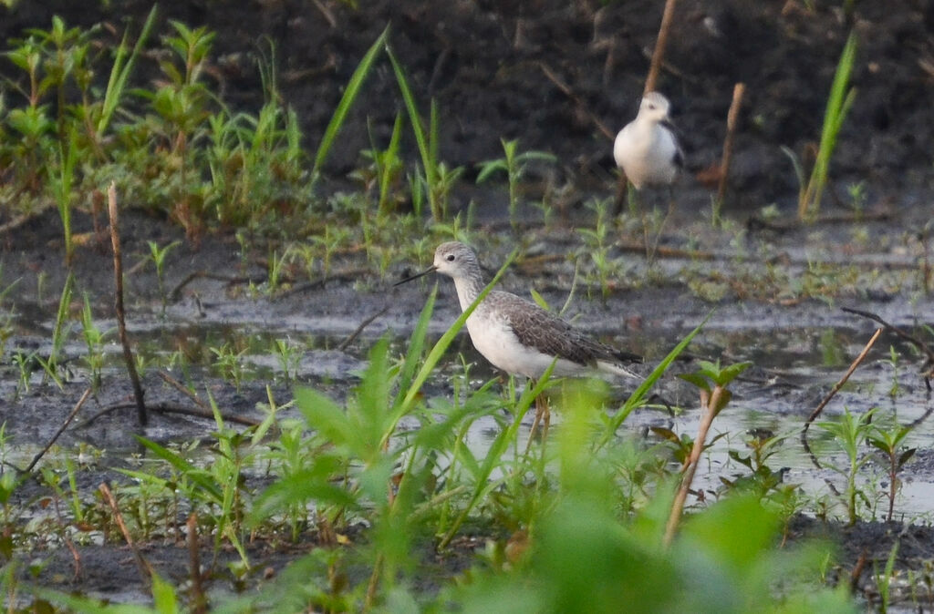 Marsh Sandpiperadult, identification