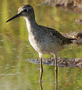 Wood Sandpiper