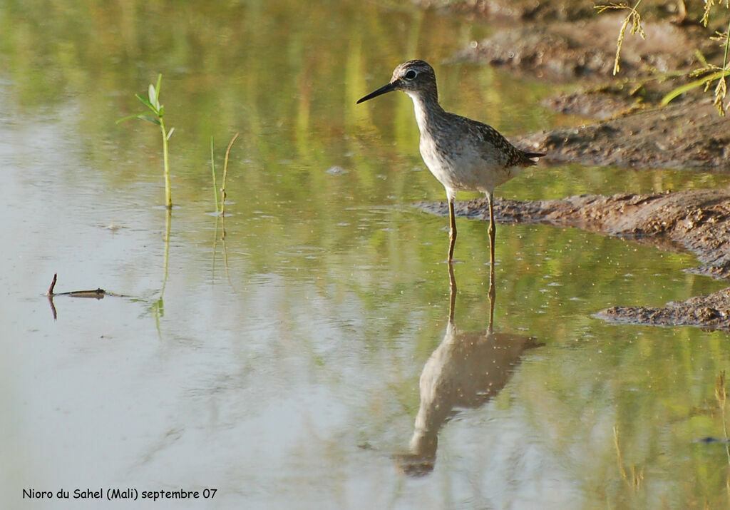 Wood Sandpiper