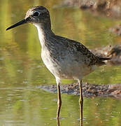 Wood Sandpiper