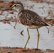 Wood Sandpiper