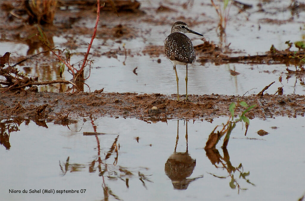 Wood Sandpiper