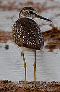 Wood Sandpiper