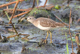 Wood Sandpiper