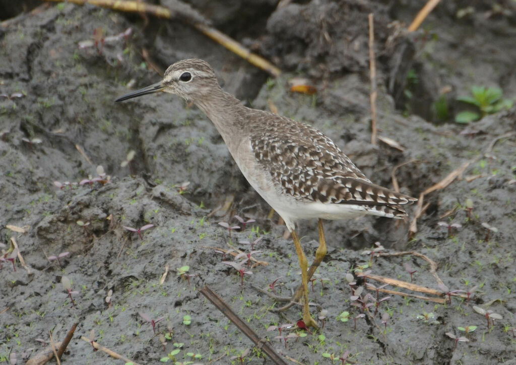 Wood Sandpiper