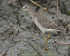 Wood Sandpiper