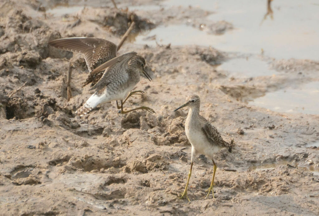 Wood Sandpiperadult, Behaviour