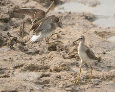 Wood Sandpiper