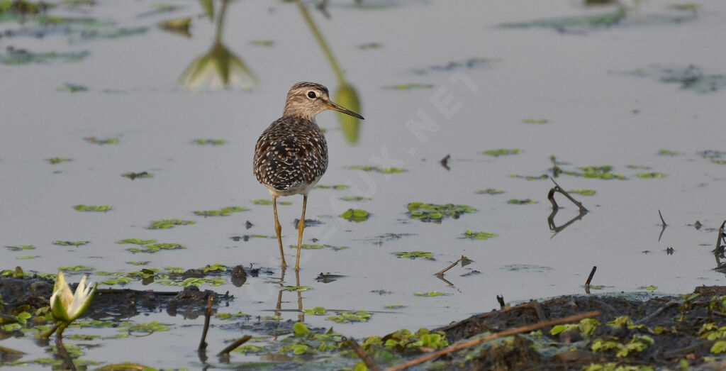 Wood Sandpiperadult, identification