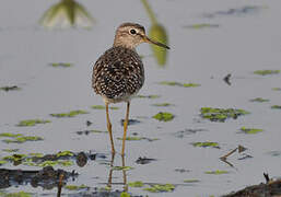 Wood Sandpiper