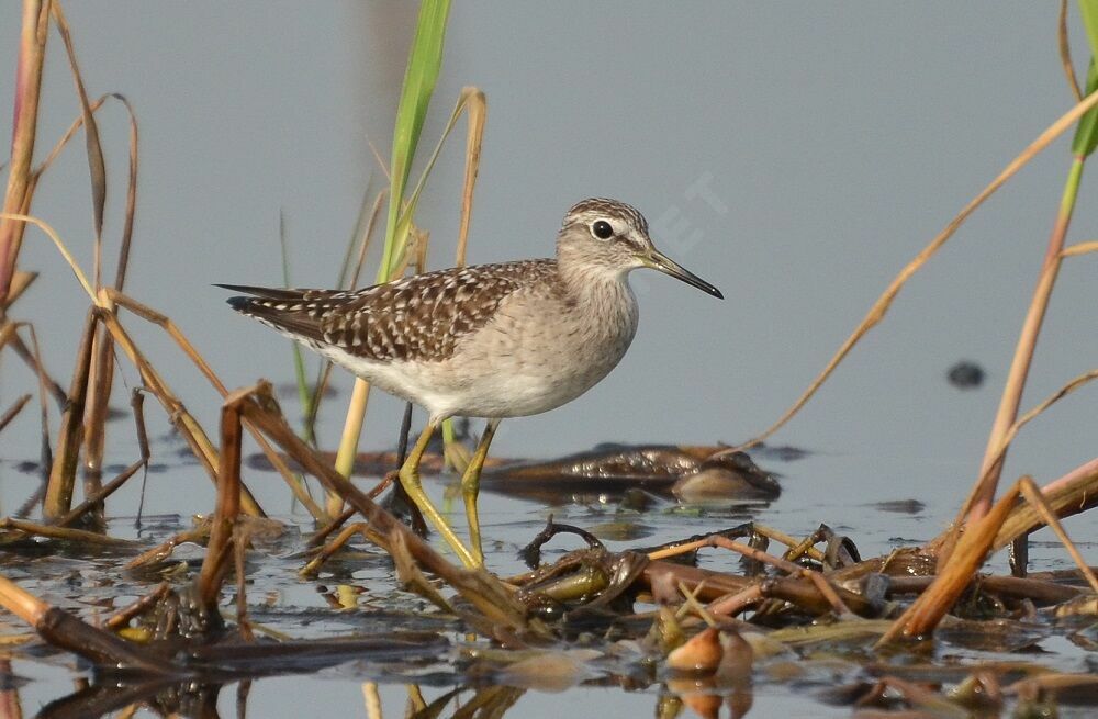 Wood Sandpiper