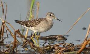 Wood Sandpiper