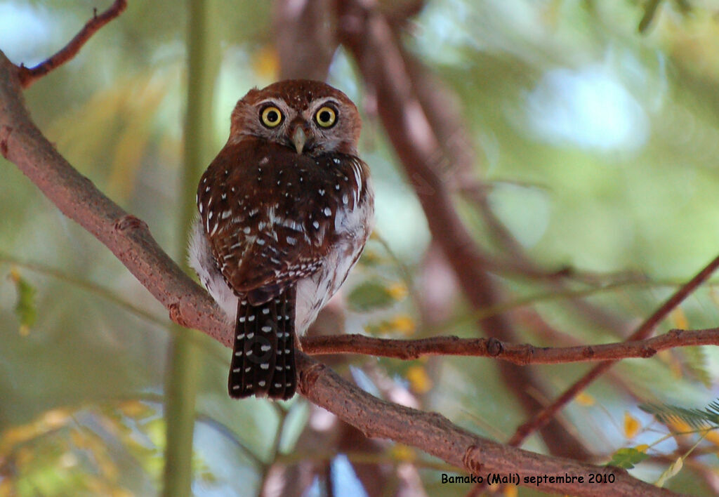 Pearl-spotted Owletadult, identification