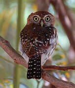 Pearl-spotted Owlet