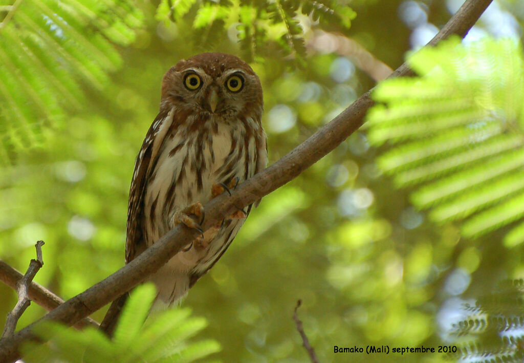 Pearl-spotted Owletadult, identification