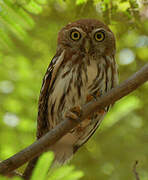 Pearl-spotted Owlet