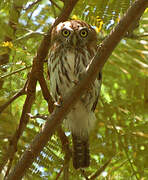 Pearl-spotted Owlet