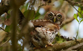 Pearl-spotted Owlet