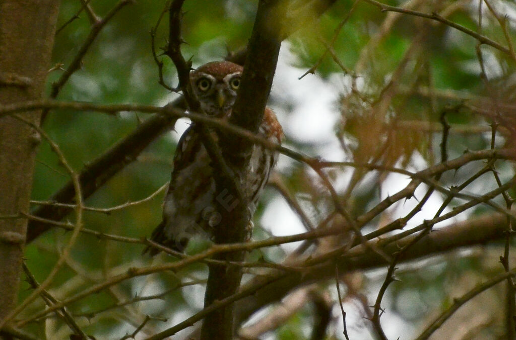 Pearl-spotted Owletadult