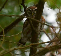 Pearl-spotted Owlet