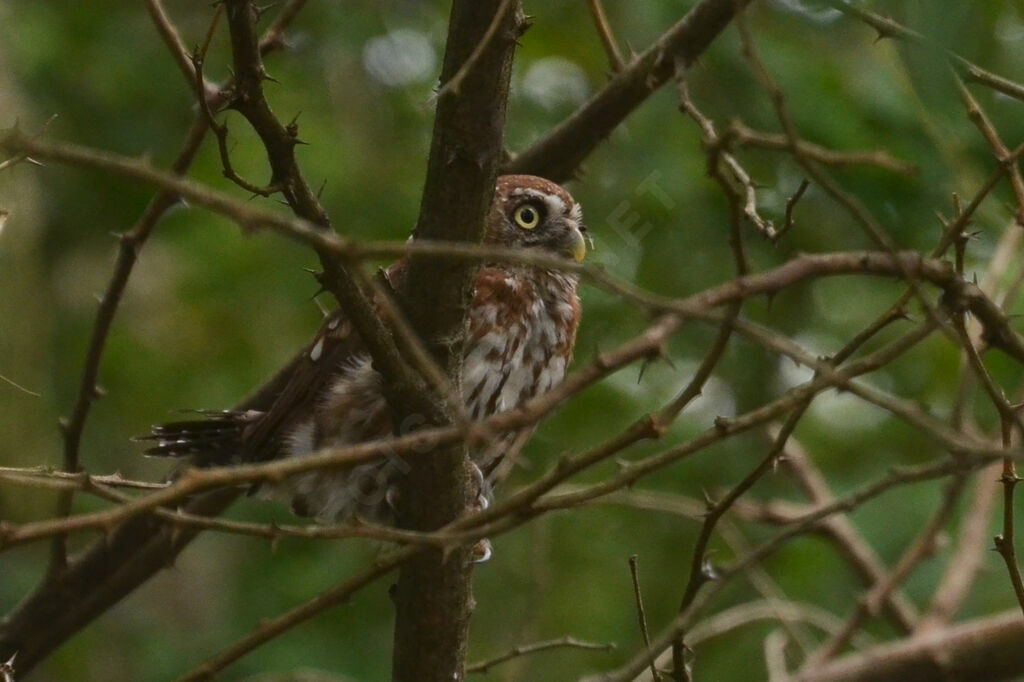 Pearl-spotted Owletadult