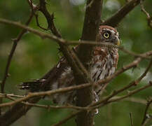 Pearl-spotted Owlet