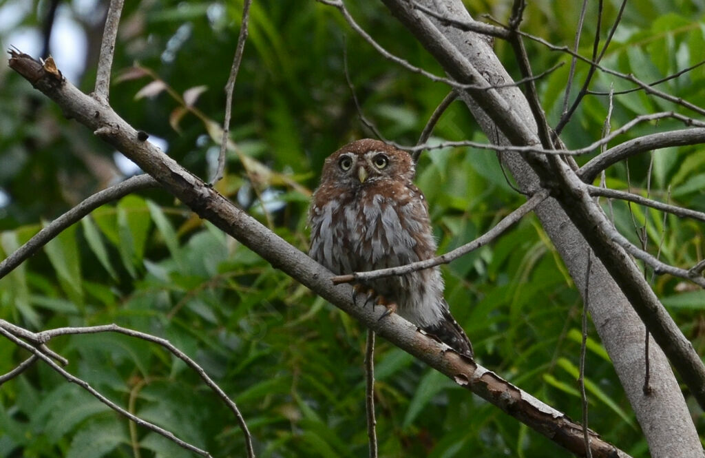 Pearl-spotted Owlet