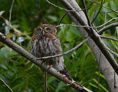 Pearl-spotted Owlet