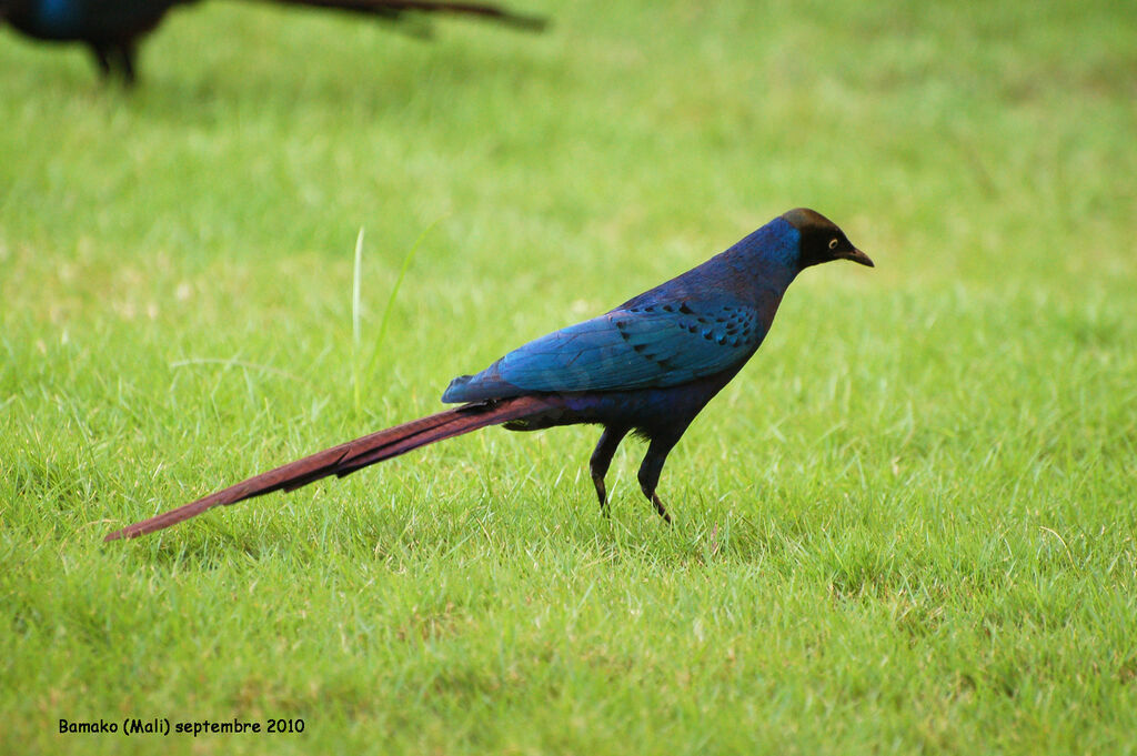 Long-tailed Glossy Starlingadult, identification