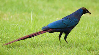 Long-tailed Glossy Starling