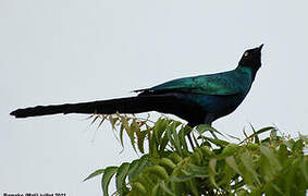 Long-tailed Glossy Starling