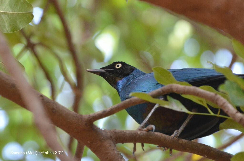 Long-tailed Glossy Starlingadult