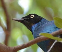 Long-tailed Glossy Starling