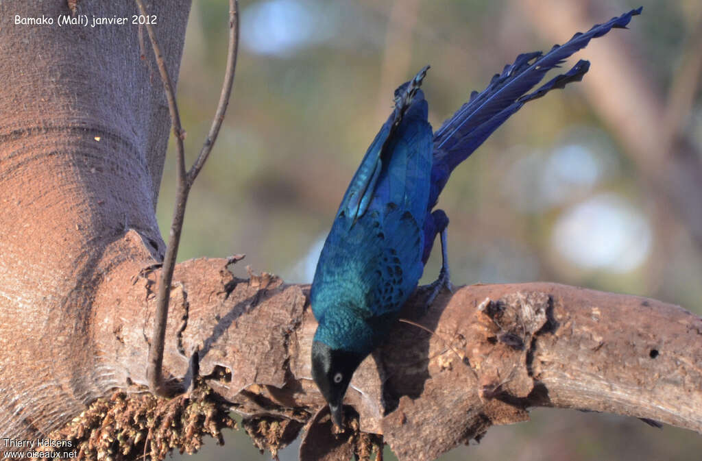 Long-tailed Glossy Starlingadult, fishing/hunting, eats