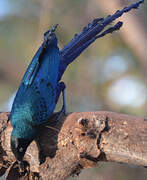 Long-tailed Glossy Starling