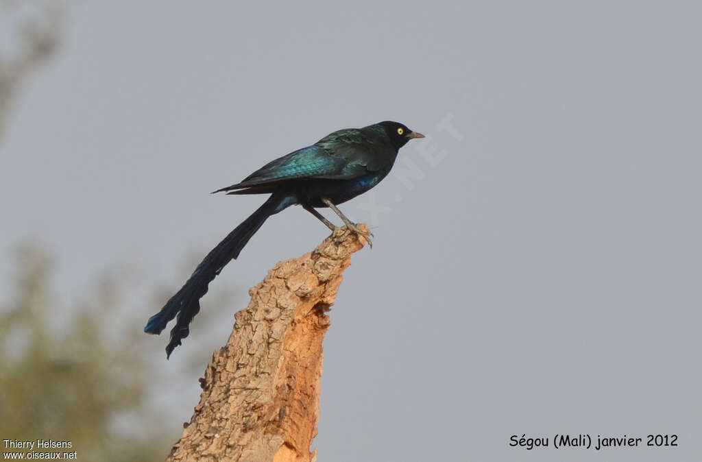 Long-tailed Glossy Starlingadult