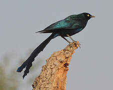 Long-tailed Glossy Starling