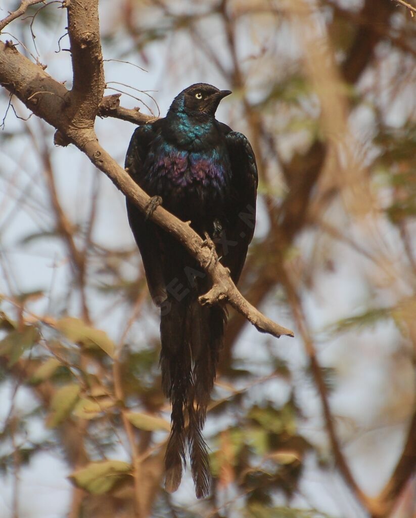 Long-tailed Glossy Starlingadult, identification