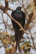 Long-tailed Glossy Starling